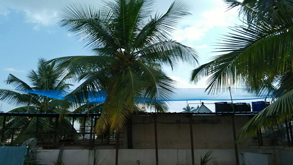 Coconut Safety Nets in Chennai