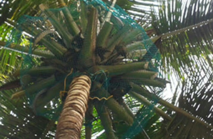 Coconut Safety Nets in Chennai