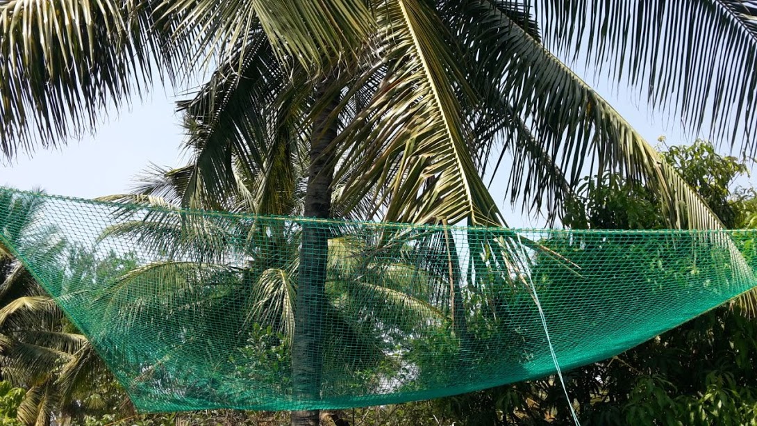 Coconut Safety Nets in Chennai