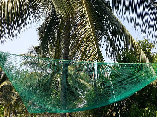 Coconut Safety Nets in Chennai