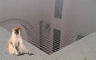 Monkey Safety Nets in Chennai