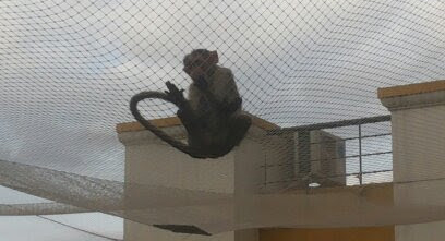 Monkey Safety Nets in Chennai
