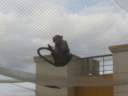 Monkey Safety Nets in Chennai