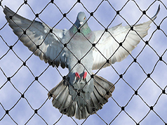 Anti Birds Nets in Chennai