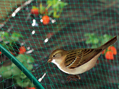 Anti Birds Nets in Chennai