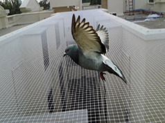 Anti Birds Nets in Chennai